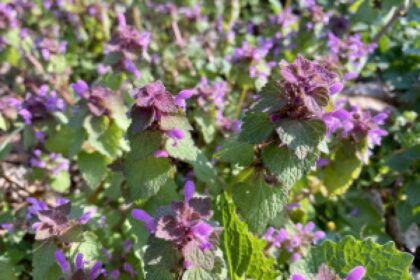 purple dead nettle flower