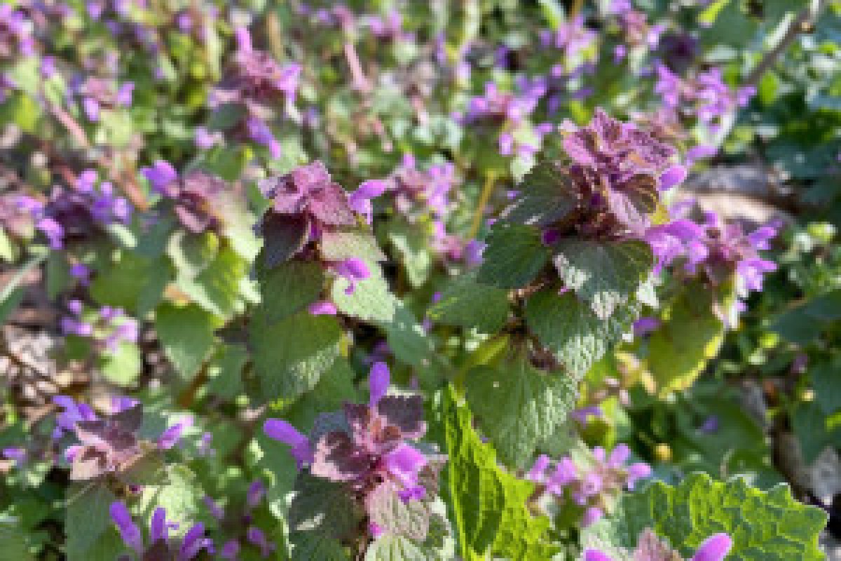 purple dead nettle flower
