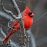 cardinal Washington church