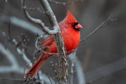 cardinal Washington church
