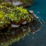 water insect macro