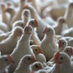 poultry farm construction