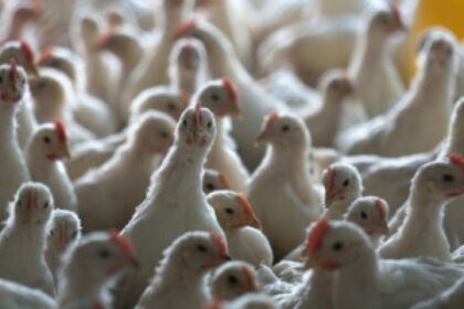 poultry farm construction