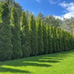 thuja hedge fence