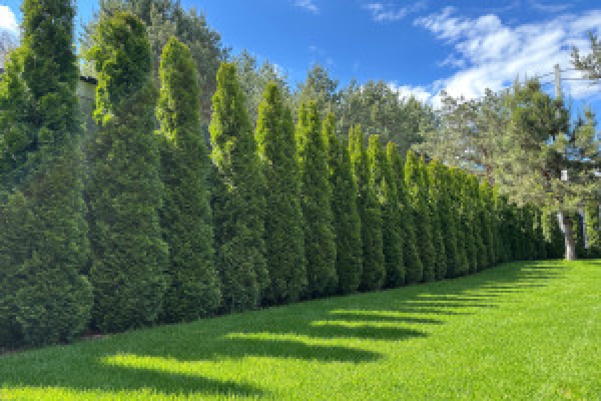 thuja hedge fence