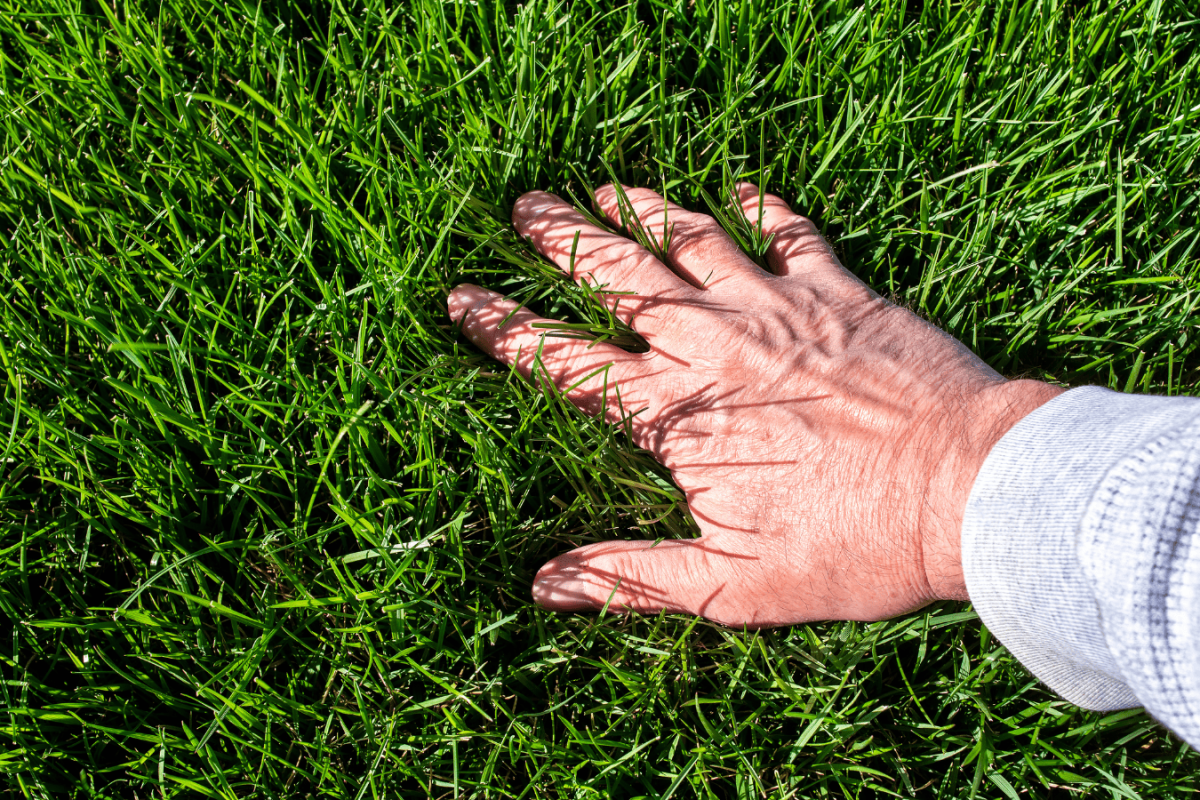 lawn aeration topdressing