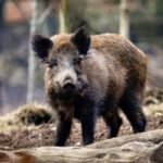 wild boar forest