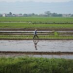 Asian rice farmer field