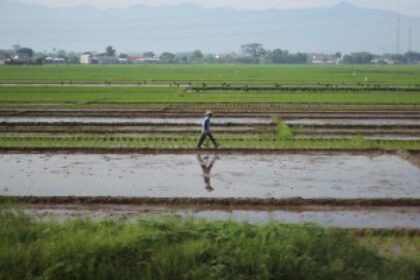 Asian rice farmer field