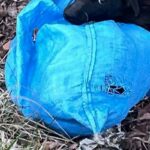 abandoned dog rescue