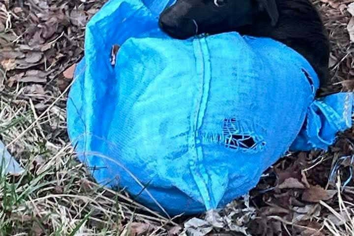 abandoned dog rescue