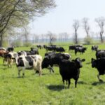 sheep farm landscape