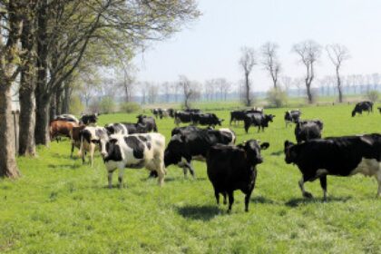 sheep farm landscape