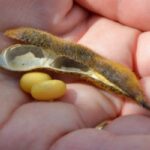 soybean sowing field