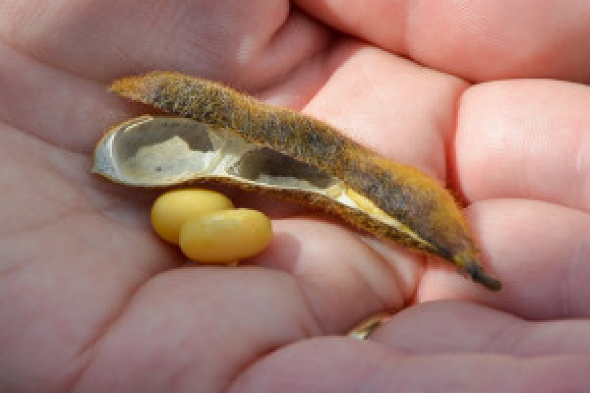 soybean sowing field
