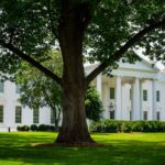 Donald Trump portrait