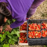 strawberries price tag