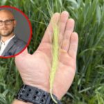 damaged crop field drone