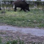 wild boar urban