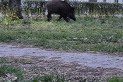 wild boar urban