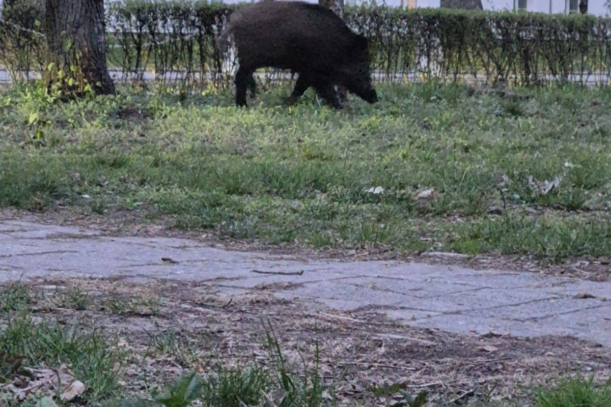 wild boar urban