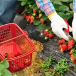farmer market vegetables