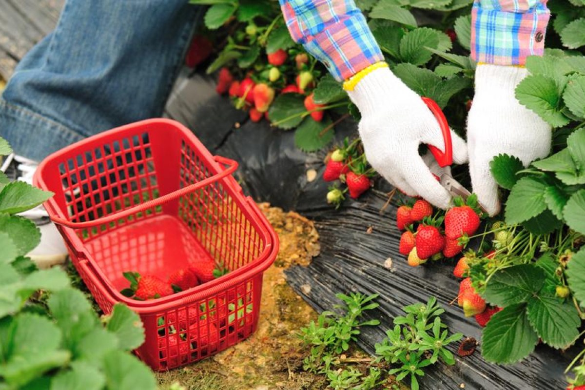 farmer market vegetables