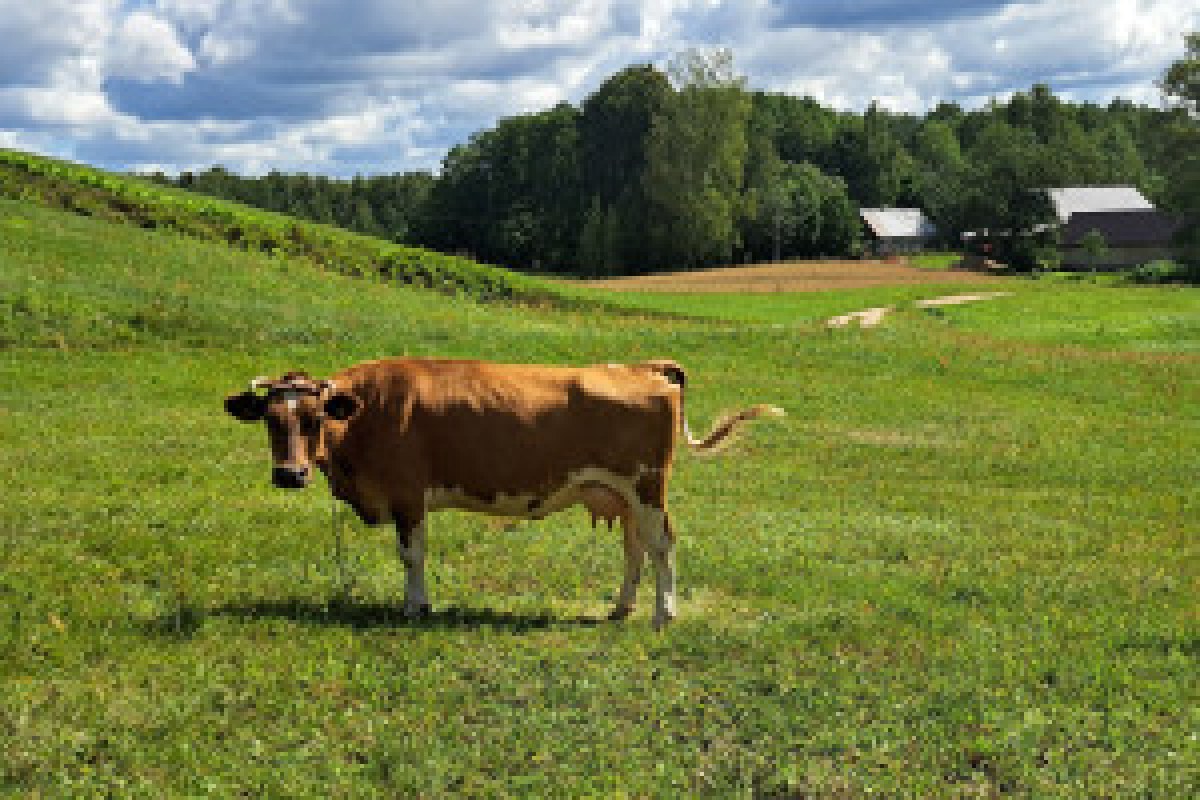 cows farm netherlands