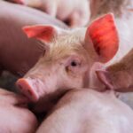 pig farm crisis