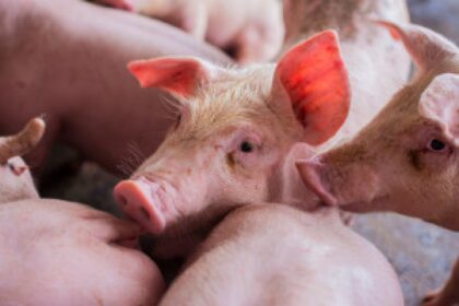 pig farm crisis