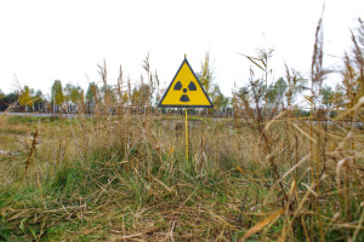 Chernobyl field cultivation