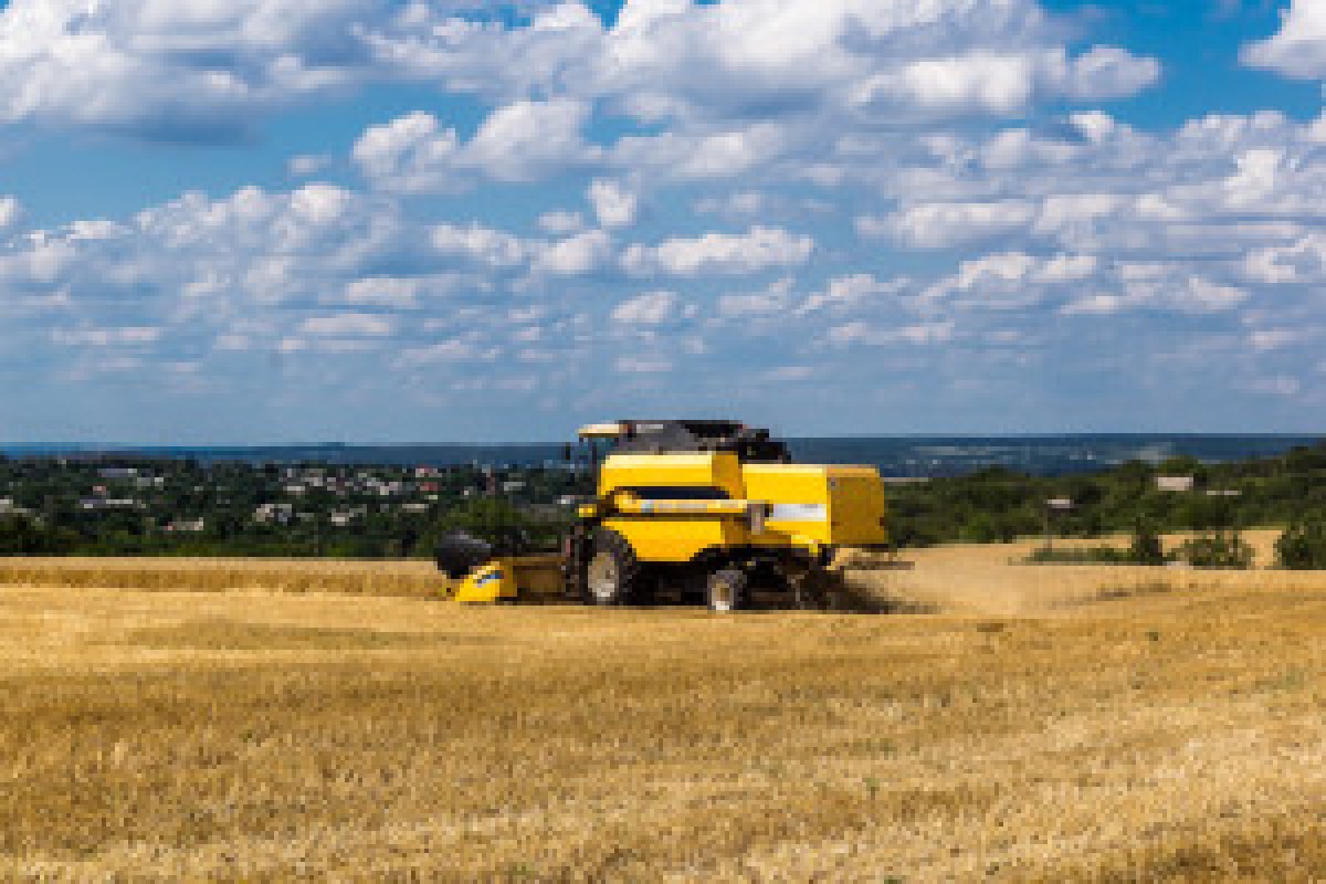 ukrainian wheat field harvest