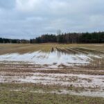 wheat field inspection