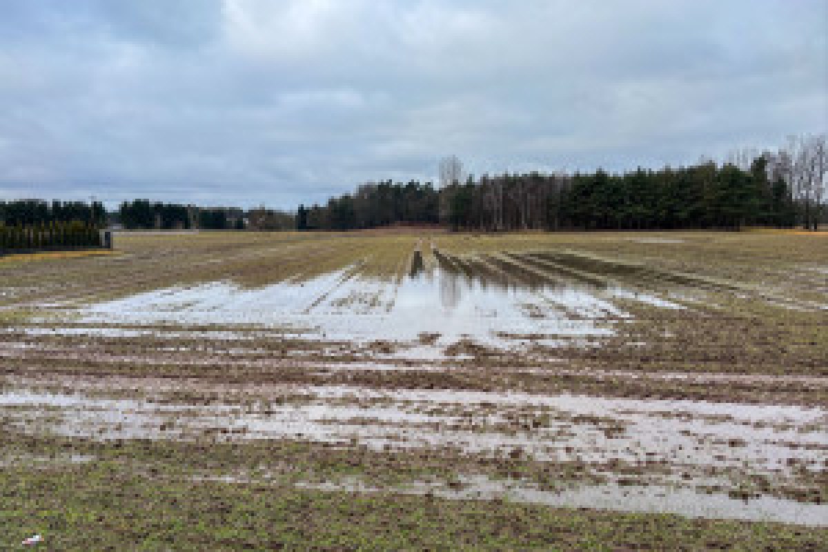 wheat field inspection