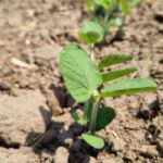 soybean field planting