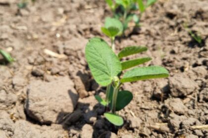 soybean field planting
