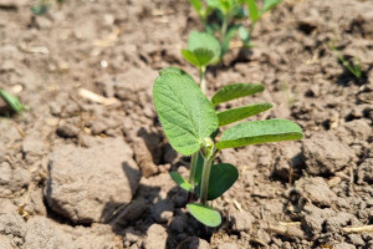 soybean field planting