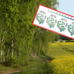 rainy holiday landscape