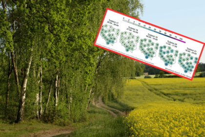 rainy holiday landscape