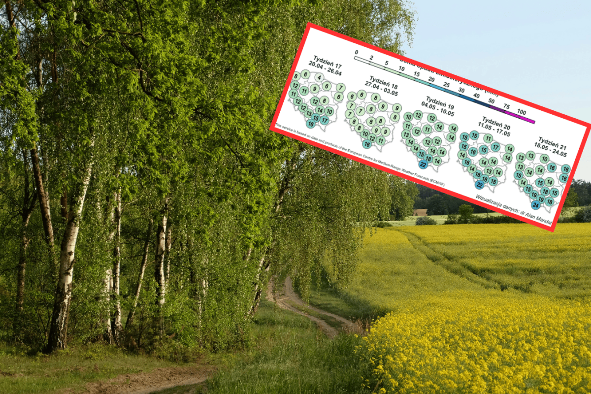 rainy holiday landscape