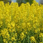 rapeseed oil shipment