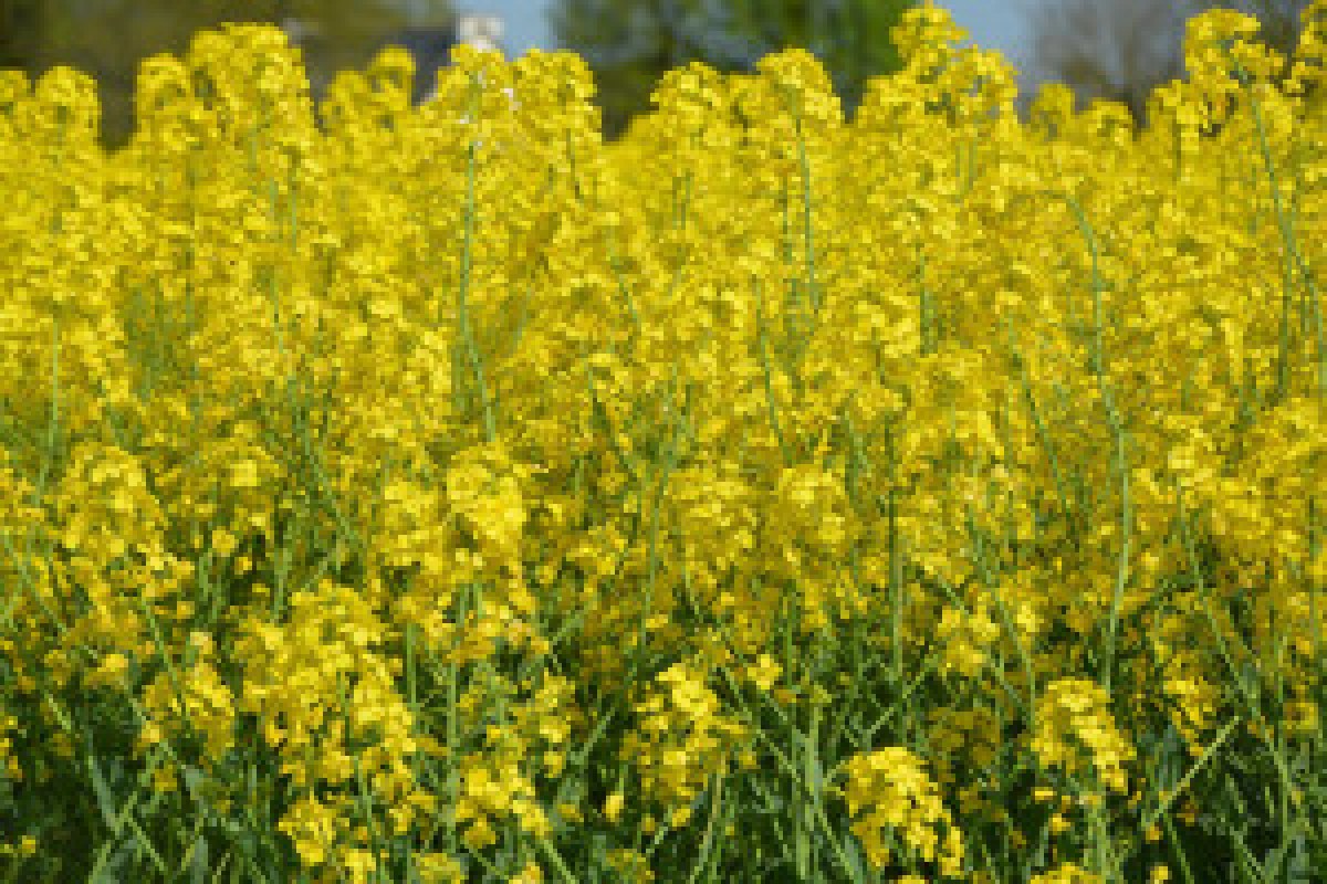 rapeseed oil shipment