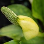 invasive garden plants