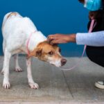 dog comforting human