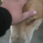 dog comforting human