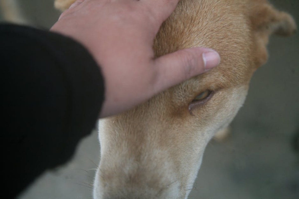 dog comforting human