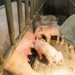 pig farm modern