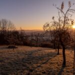 frosty orchard sunrise