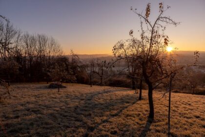 frosty orchard sunrise