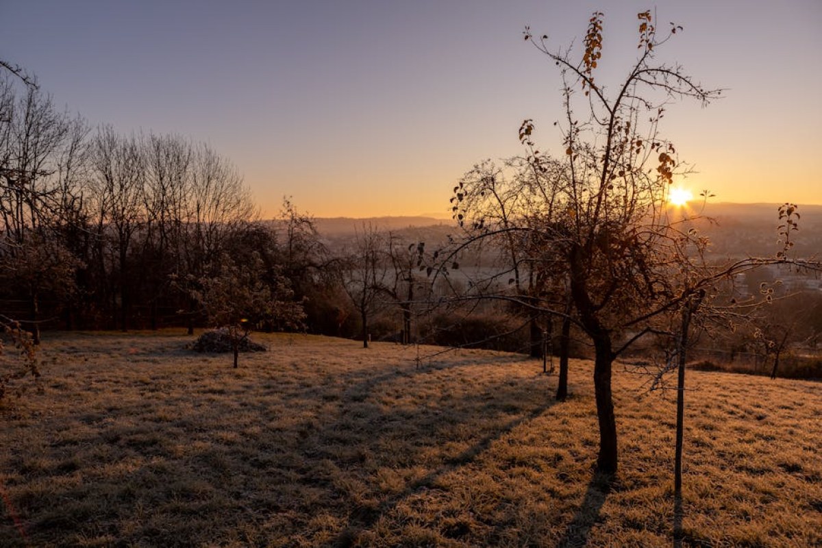frosty orchard sunrise